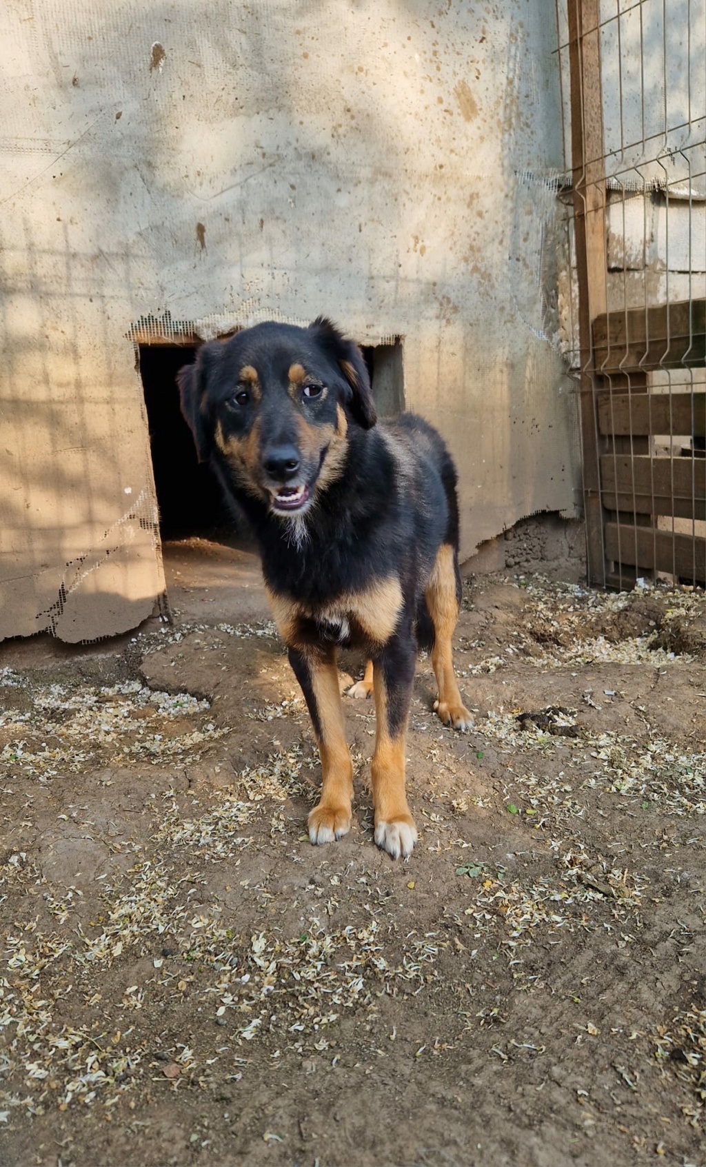 TEXANE, née le 24.03.2021 - sauvée de Pallady avec 4 autres chiens - parrainée par Coco65-SC-R- 35736510