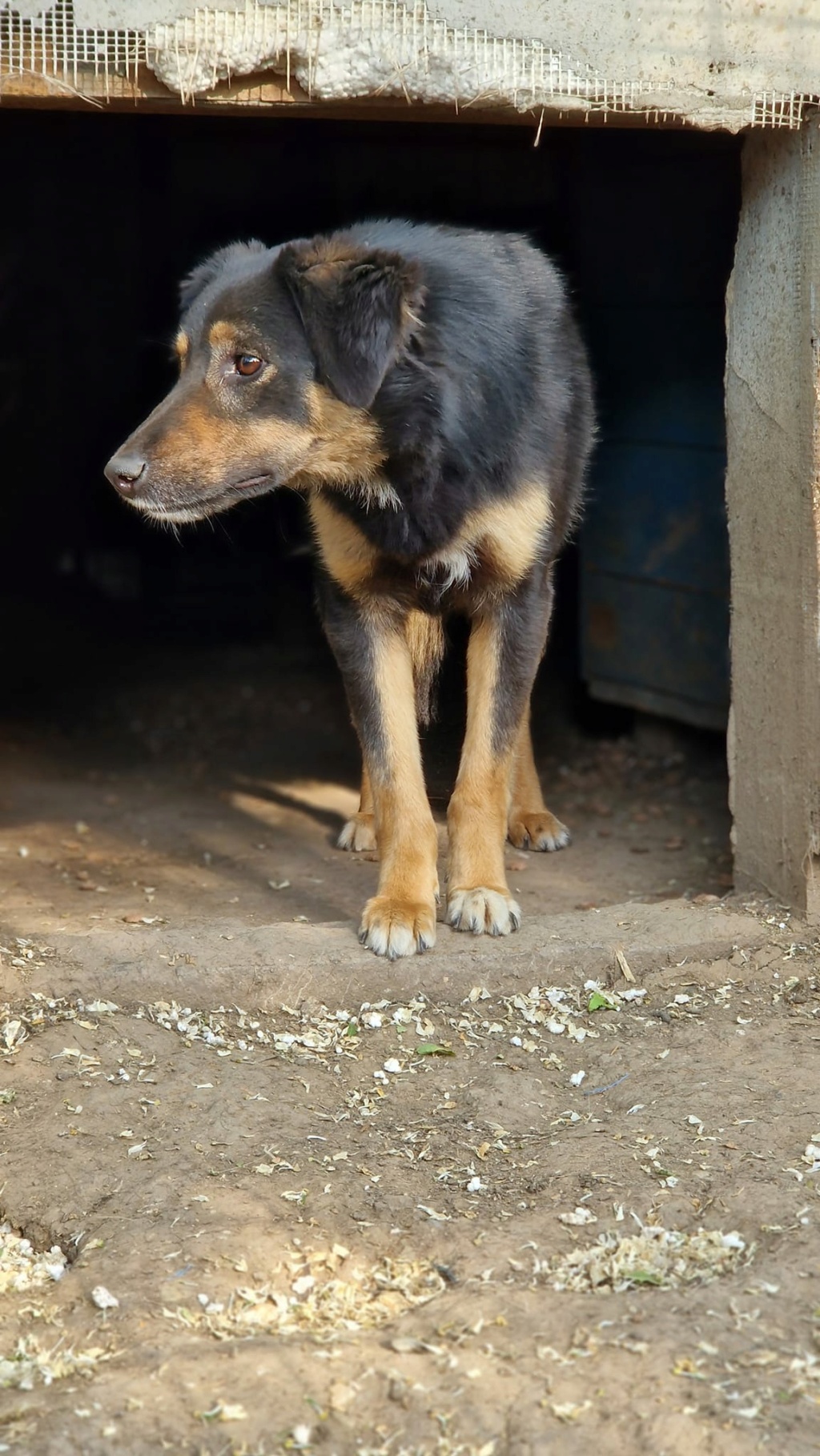 TEXANE, née le 24.03.2021 - sauvée de Pallady avec 4 autres chiens - parrainée par Coco65-SC-R- 35740510