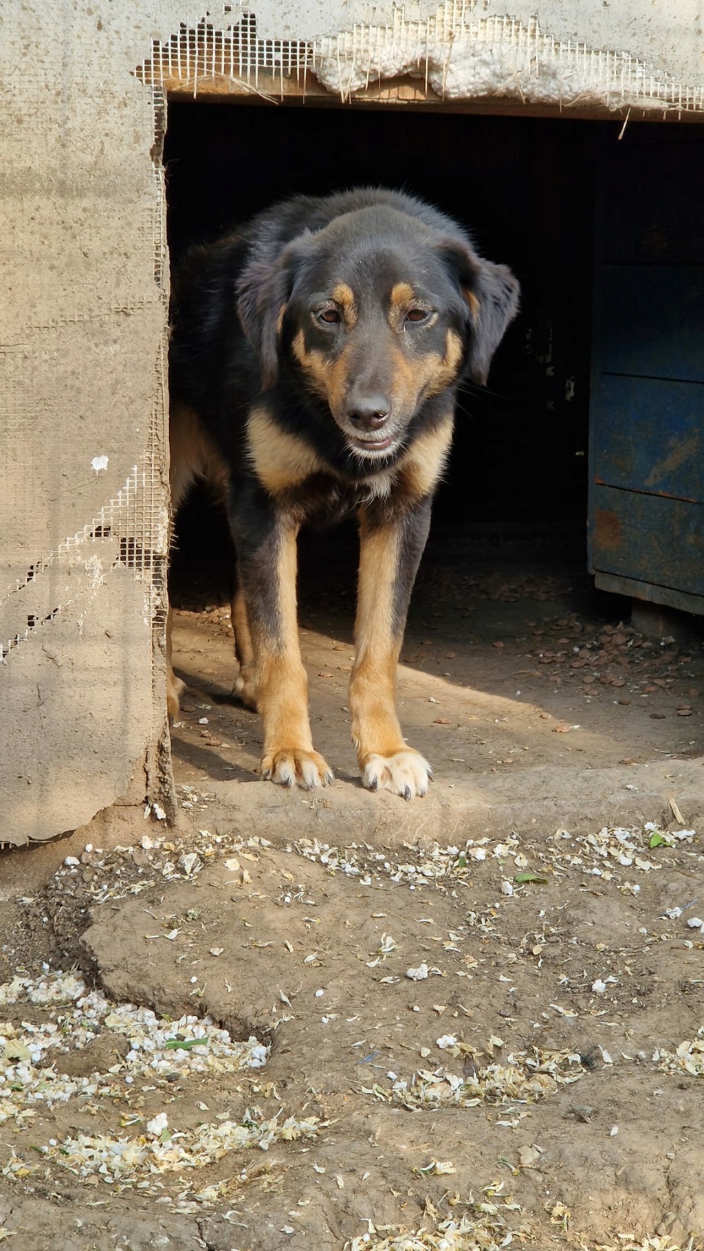 TEXANE, née le 24.03.2021 - sauvée de Pallady avec 4 autres chiens - parrainée par Coco65-SC-R- 35741510