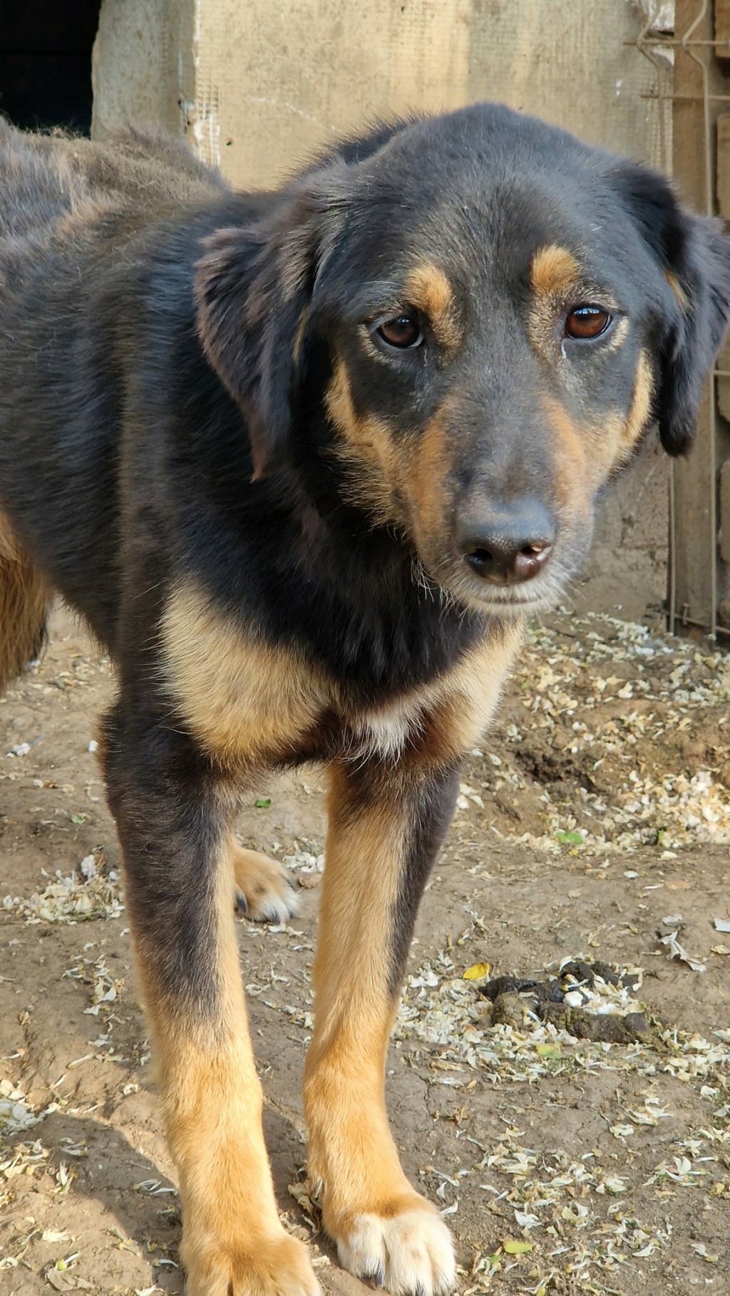 TEXANE, née le 24.03.2021 - sauvée de Pallady avec 4 autres chiens - parrainée par Coco65-SC-R- 35741912