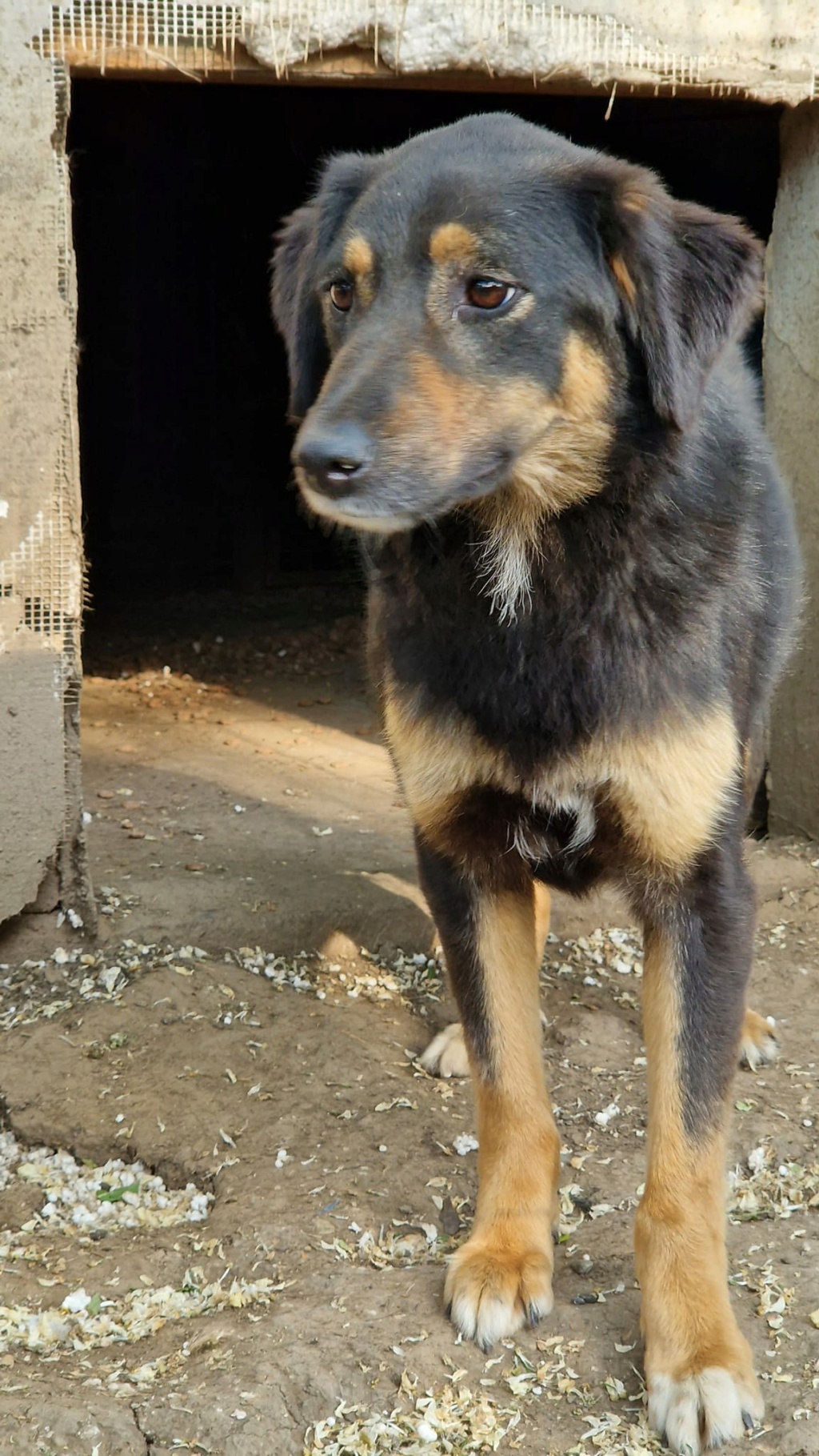 TEXANE, née le 24.03.2021 - sauvée de Pallady avec 4 autres chiens - parrainée par Coco65-SC-R- 35746710