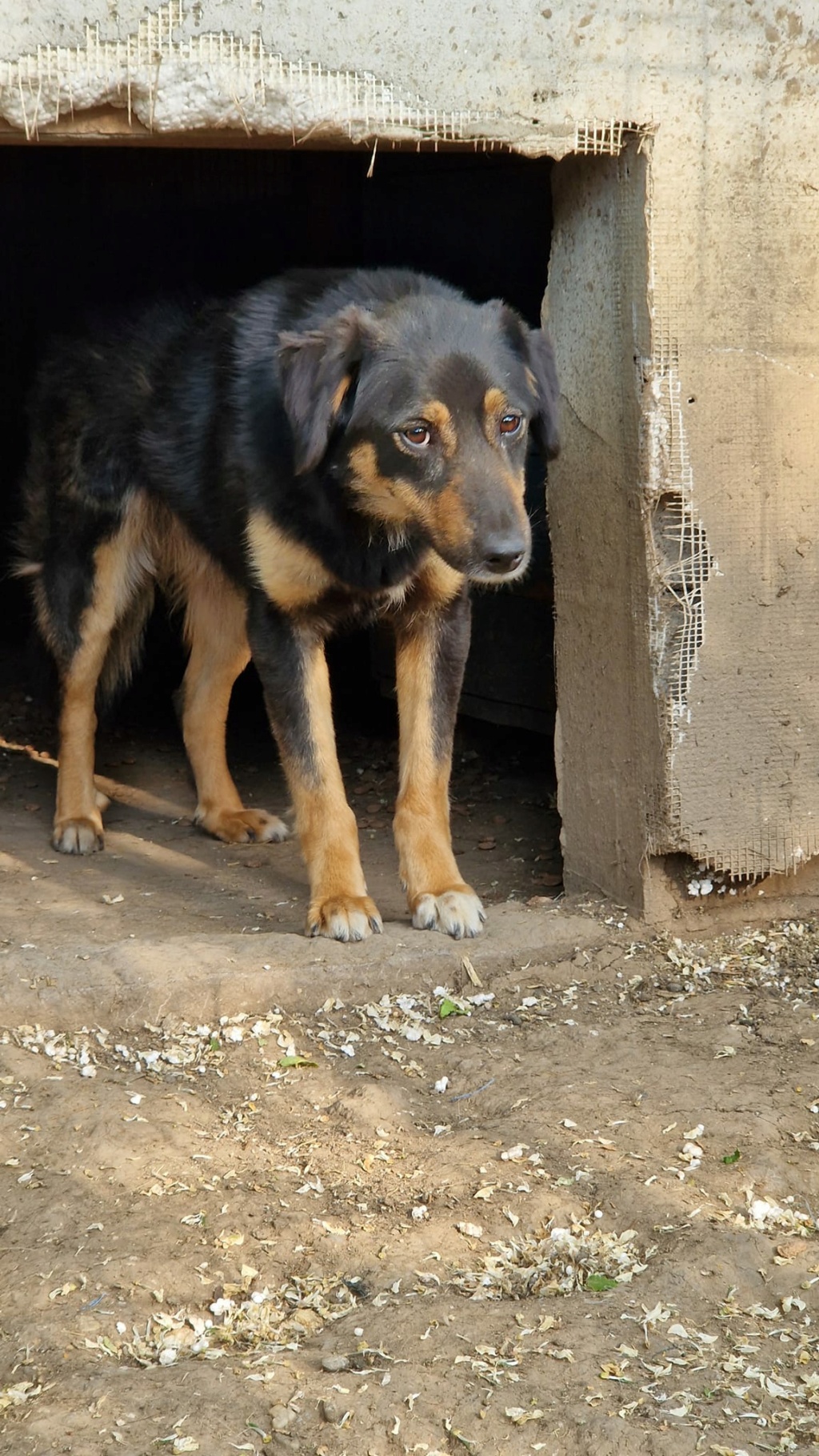 TEXANE, née le 24.03.2021 - sauvée de Pallady avec 4 autres chiens - parrainée par Coco65-SC-R- 35748910