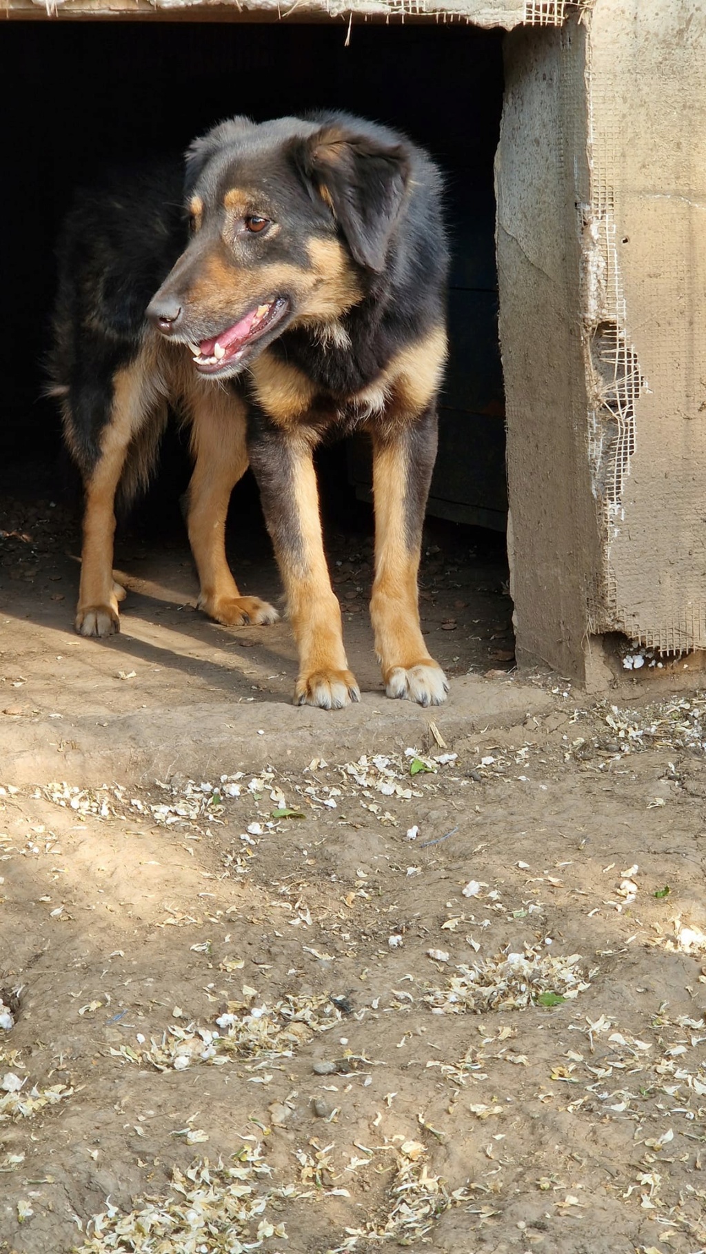 TEXANE, née le 24.03.2021 - sauvée de Pallady avec 4 autres chiens - parrainée par Coco65-SC-R- 35771811