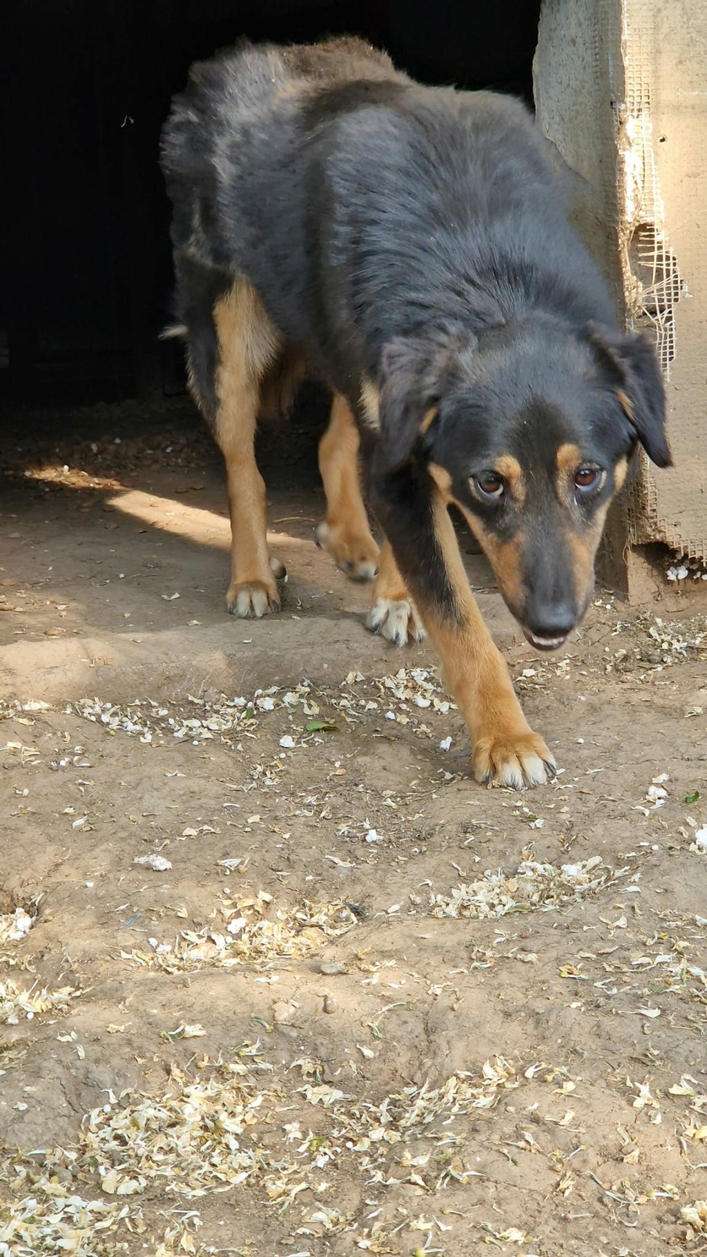 TEXANE, née le 24.03.2021 - sauvée de Pallady avec 4 autres chiens - parrainée par Coco65-SC-R- 35782210