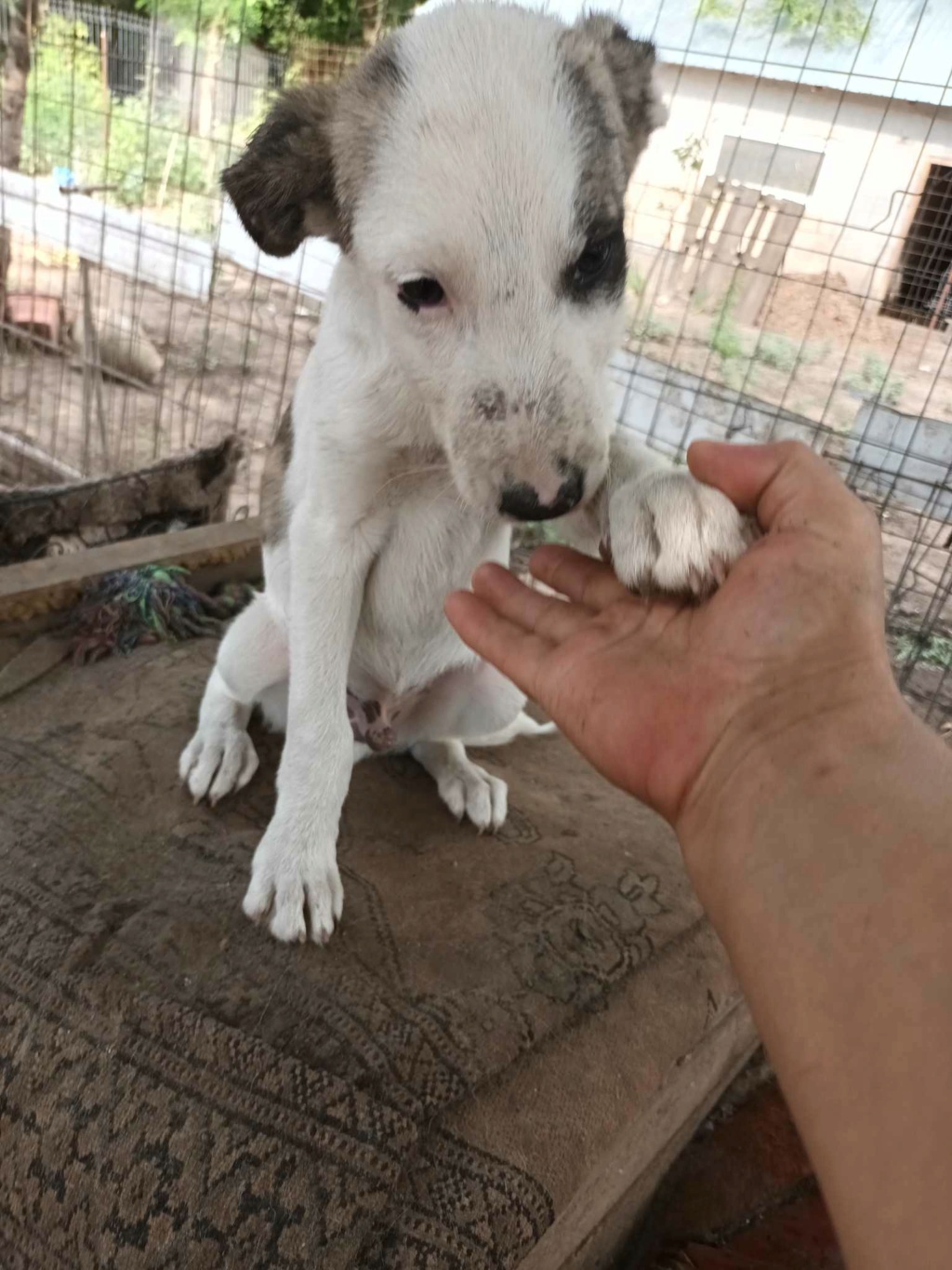 TOOBY MALE NE LE 09/03/2023 - fratrie de 5 chiots trouvés devant le refuge fin mai 2023 -R-SC 36217410