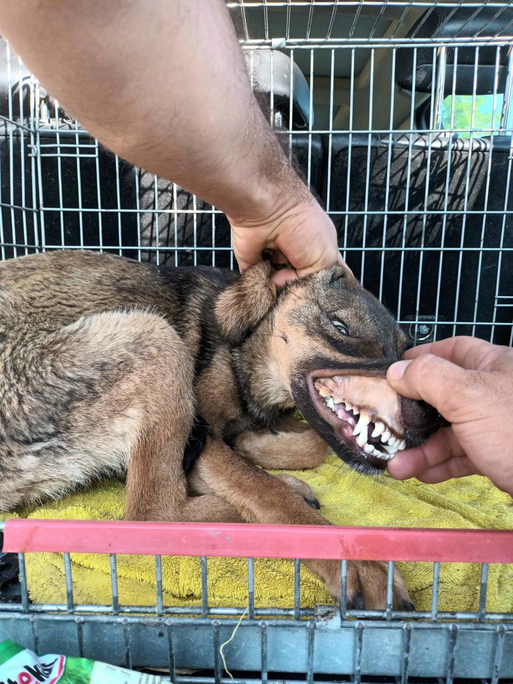 PRESTON NE LE 15/05/2022 - trouvé avec ses 5 frères près du refuge- parrainé par Phil93230 -R-SC 36233111