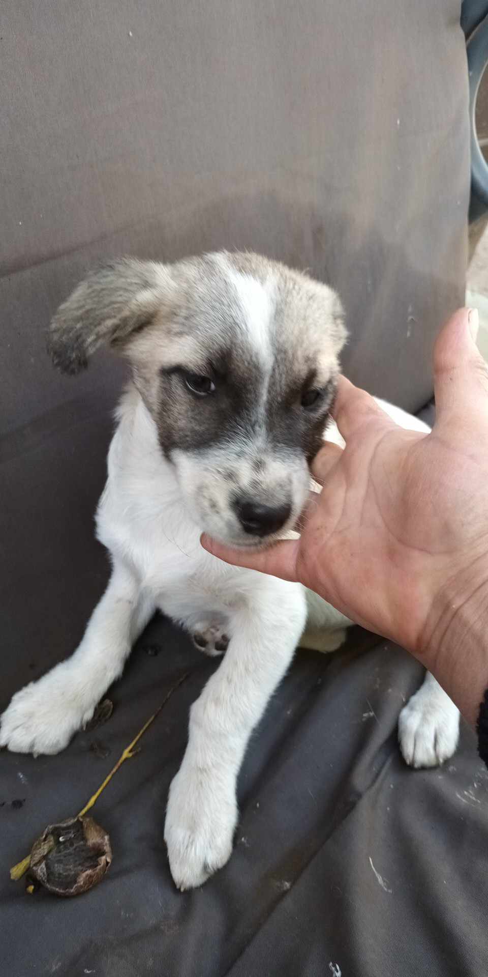 LILA NEE LE 12.07.2023 -  fratrie de 7 chiots trouvée devant le refuge- parrainée par Nenet -R-SC 4_feme10