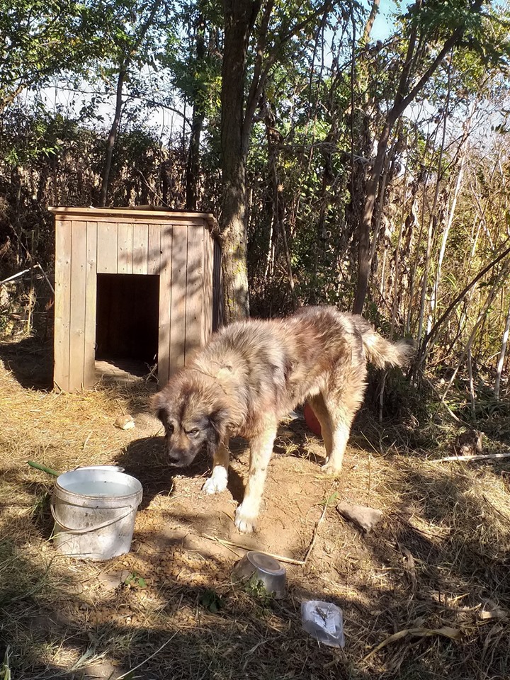 Athila - Né en 2016 - type berger des Carpathes - Parrainé par Sylvie H. -SC-R-SOS Athila12