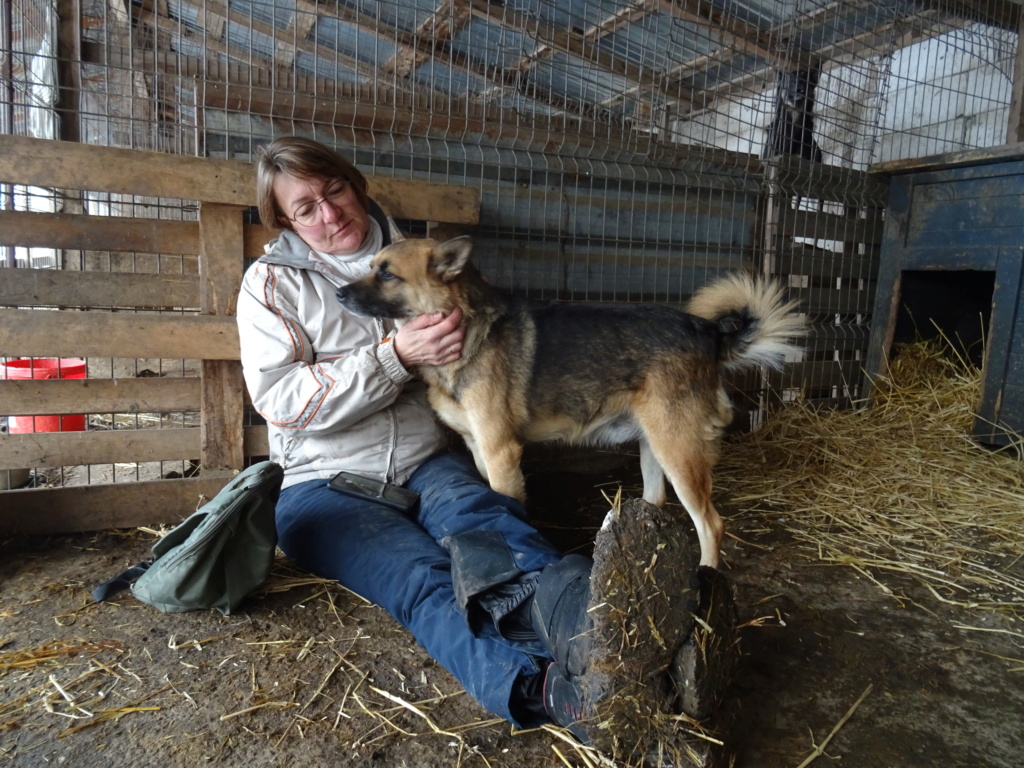 RONNIE, TYPE BERGER ALLEMAND MALE NE LE 15/03/2018  FRERE DE BONNIE- MOLUK 12-SC-R- PARRAINE PAR TOM58 - Page 2 Dsc01972