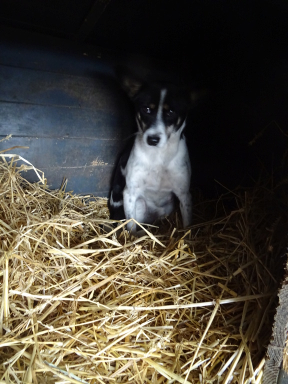 STINGER MALE NE LE 25/08/2018 - TAILLE MOYENNE SORTI DE L'EQUARRISSAGE EN AVRIL 2021- parrainé par Briska -R-SC - Page 2 Dsc01987