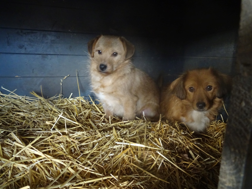 galopin - GALOPIN et SIRBA NES LE 30/12/2019   couple et parent, abandonnés par un paysan, nés en 2019 - ADOPTION DOUBLE-  parrainé par Marion M - SC-R - Page 2 Dsc02121