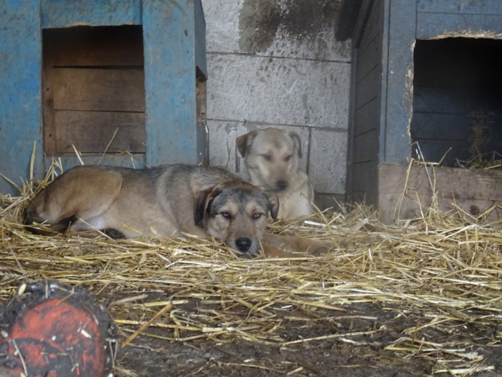 SCAMP MALE NE LE 15.05.2022 -  trouvé avec ses 5 frères près du refuge - parrainé par Manganouchka - R-SC Dsc02263