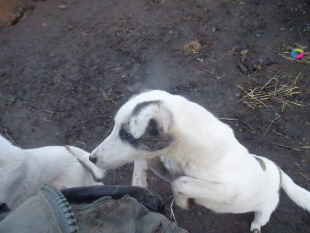 TOOBY MALE NE LE 09/03/2023 - fratrie de 5 chiots trouvés devant le refuge fin mai 2023 -R-SC Dsc02433