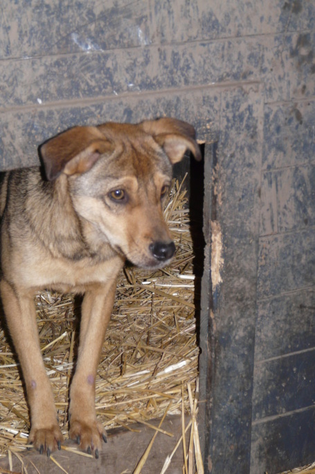 KALIN MALE NE LE 15/05/2022 -  trouvé avec ses 5 frères près du refuge- Parrainé par Coco65 - R -SC Kalin_12