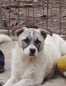 LILA NEE LE 12.07.2023 -  fratrie de 7 chiots trouvée devant le refuge- parrainée par Nenet -R-SC Lila_210