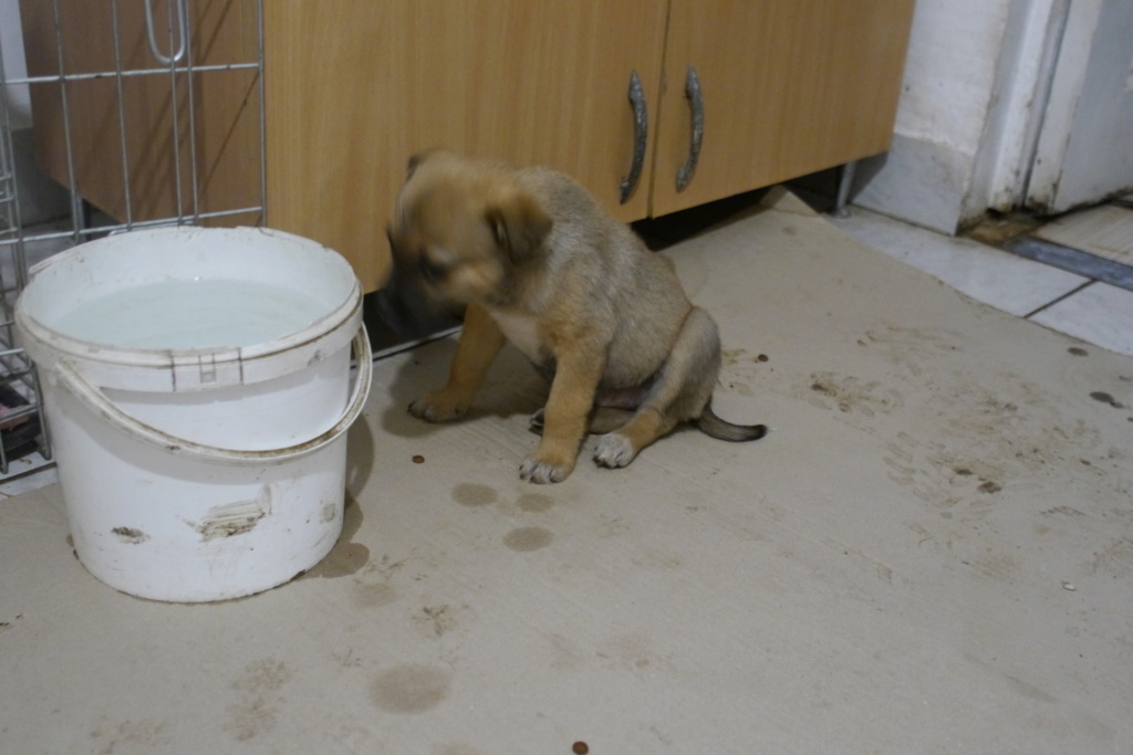 KANA - chiot trouvée avec son frère Koren le 12/03/2024, dans un sac près d'un parking - P1070121