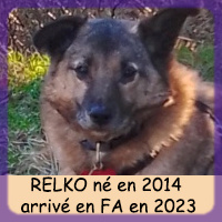 Affiche des chiens à l'adoption  A PARTAGER * IMPRIMER * DIFFUSER Relko_13