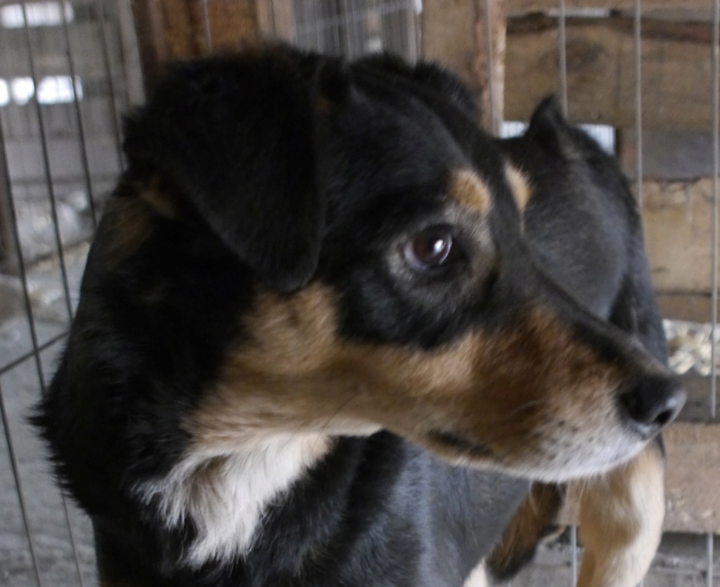 SWISS, née le 24/03/2021, sauvée de Pallady avec 4 autres chiens - parrainée par Jeena Swiss10