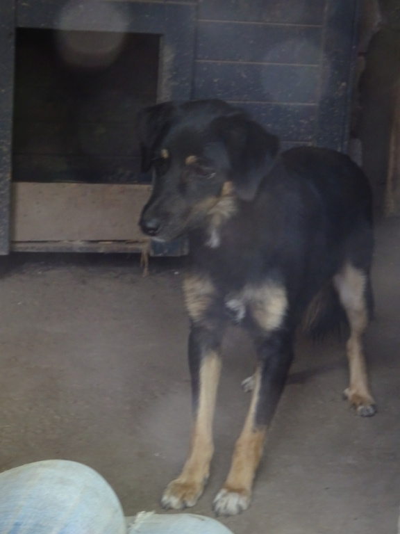 TEXANE, née le 24.03.2021 - sauvée de Pallady avec 4 autres chiens - parrainée par Coco65-SC-R- Texane13