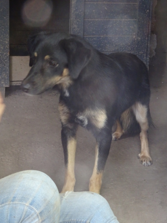 TEXANE, née le 24.03.2021 - sauvée de Pallady avec 4 autres chiens - parrainée par Coco65-SC-R- Texane15
