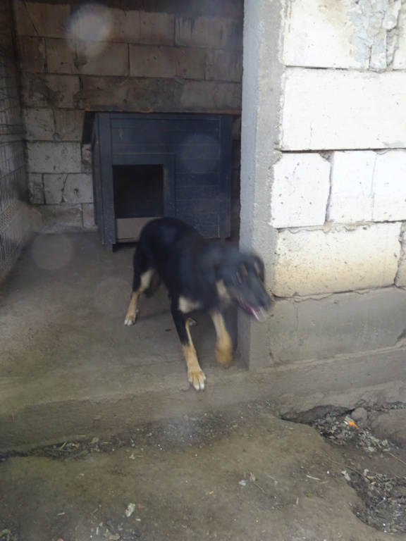 TEXANE, née le 24.03.2021 - sauvée de Pallady avec 4 autres chiens - parrainée par Coco65-SC-R- Texane17