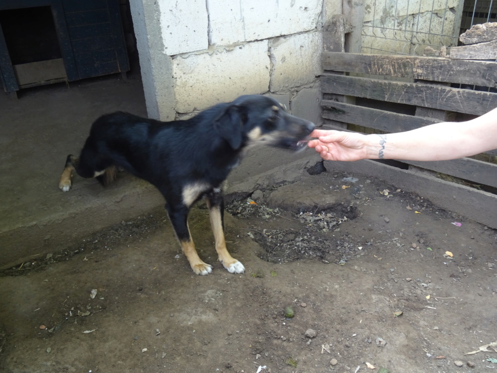 TEXANE, née le 24.03.2021 - sauvée de Pallady avec 4 autres chiens - parrainée par Coco65-SC-R- Texane18