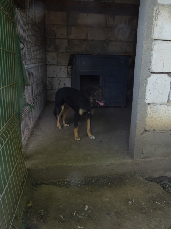 TEXANE, née le 24.03.2021 - sauvée de Pallady avec 4 autres chiens - parrainée par Coco65-SC-R- Texane19