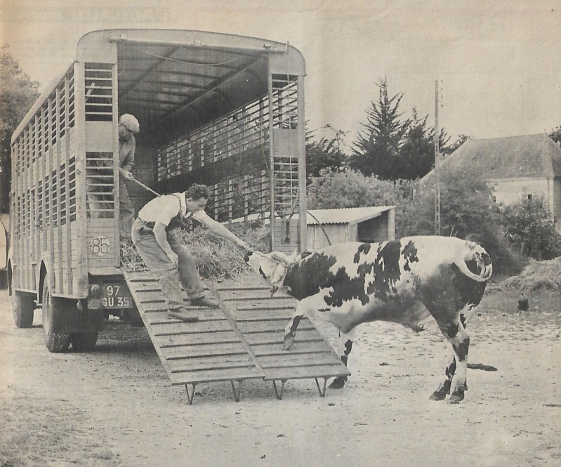 Le transport des animaux....tous à vos bétaillères ! - Page 3 Scanbz11
