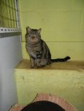 CARAMBAR ,européen brun tabby , 3 ans , M Getatt73