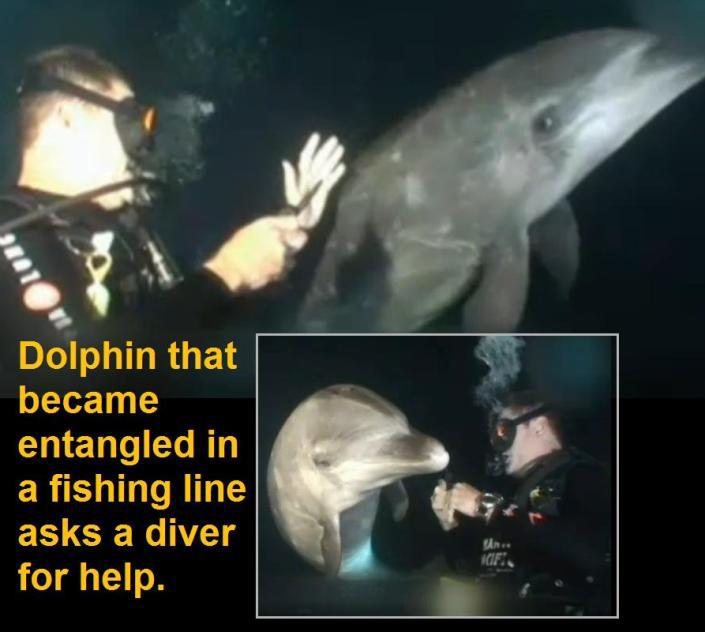 Dolphin rescue caught on underwater camera... 76297_10