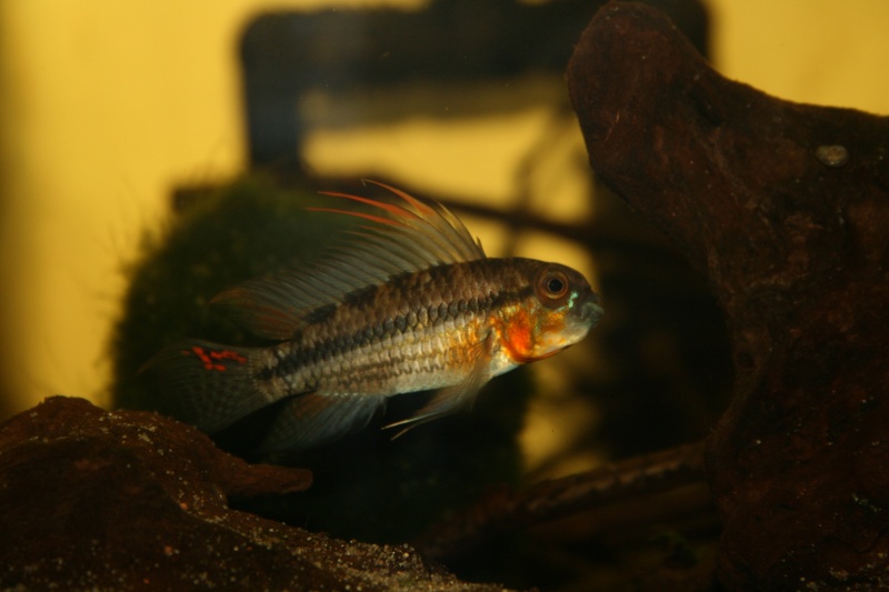 repro apisto cacatuoides Colombie sauvage puis F1 Img_3113