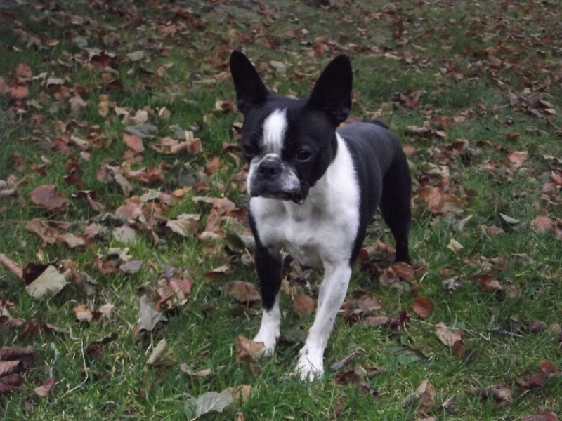 Fée Mélusine d'Alampur Terrier de Boston - Page 30 03-11-17