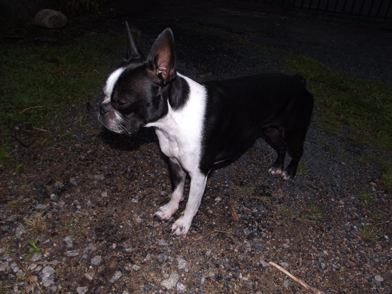 Fée Mélusine, boston terrier , crèches dans les monts du Forez. 13-09-10