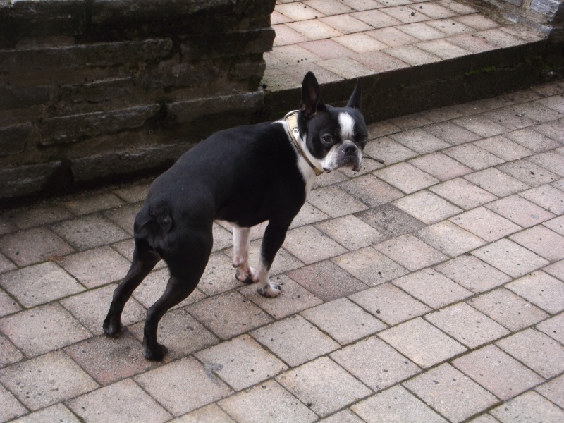 Fée Mélusine, boston terrier , crèches dans les monts du Forez. 19-12-27