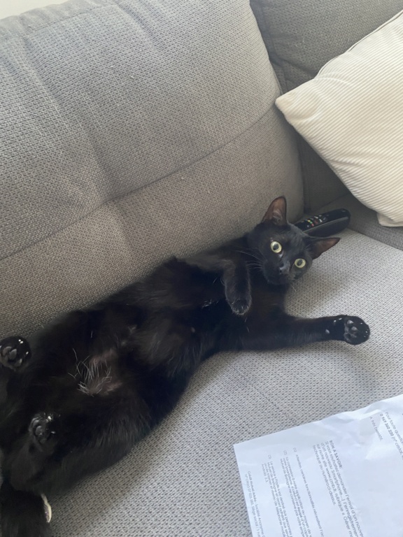 Taïga, chatonne noire, née le 28 mai 2022 Img_5311