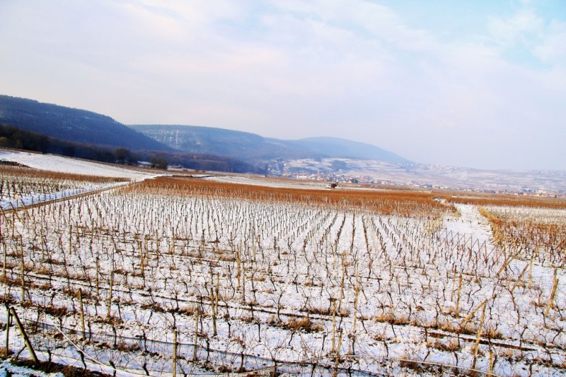 Vignoble alsacien sous la neige Gueber10