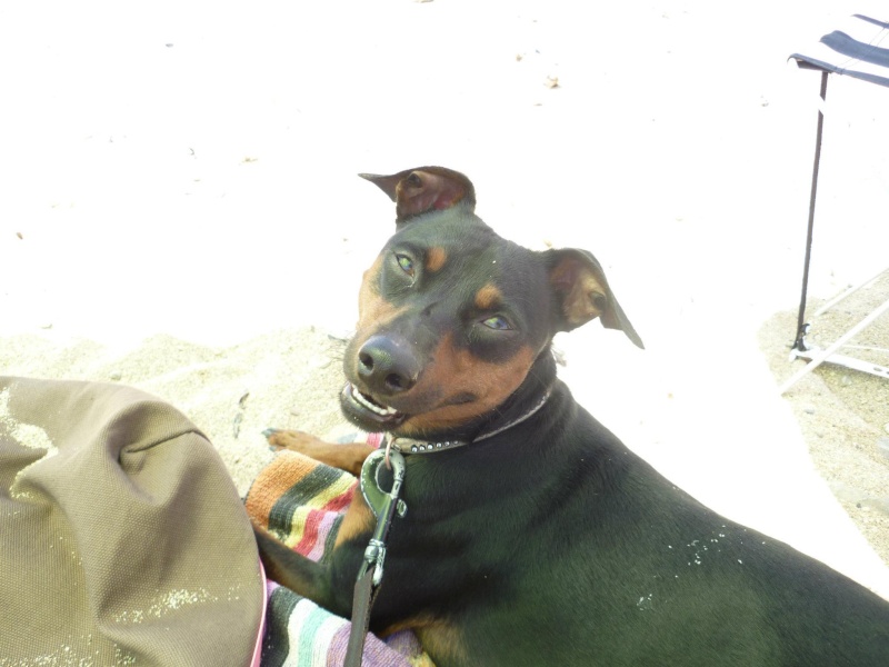 Adoption Falcon pinscher allemand 4 ans (83) 13012711