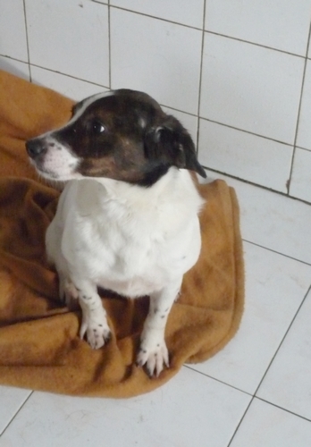 Adoption E.mail jack russel né en 2009 (59) Fop11111
