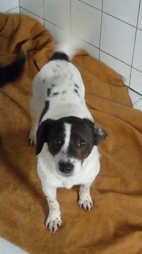 Adoption E.mail jack russel né en 2009 (59) Fop11112