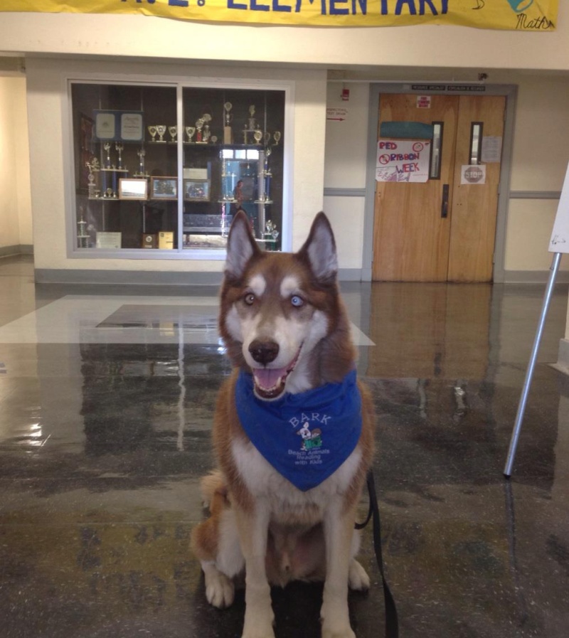 Chili is now a therapy dog!!! And CGC! - Page 2 70358210