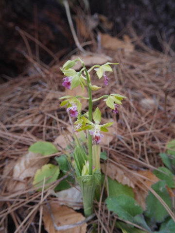 Orchidées terrestres - Floraisons du moment 2019 Calant12