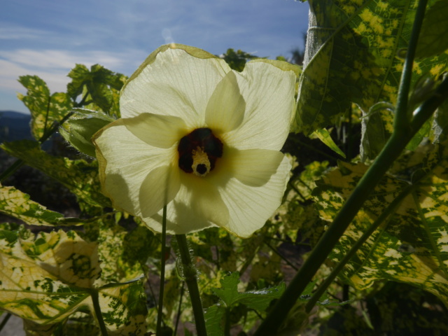 Abelmoschus manihot ? [identification non confirmée] Hibisc10