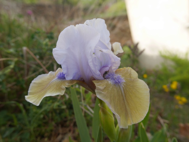 Iris 'Real Coquette' - Barry Blyth 1976 Iris_s13