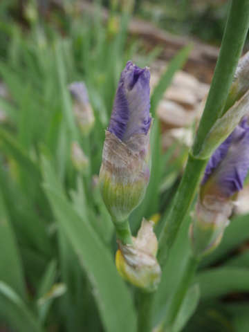 Iris 'French Cancan' - R. Cayeux 2001 Iris_t17