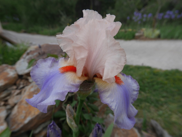 Iris 'Celebration Song' (Flora) [identification] Iris_t18
