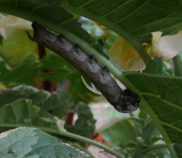 Acherontia atropos  -chenille maousse-costaude [identification] P1010819