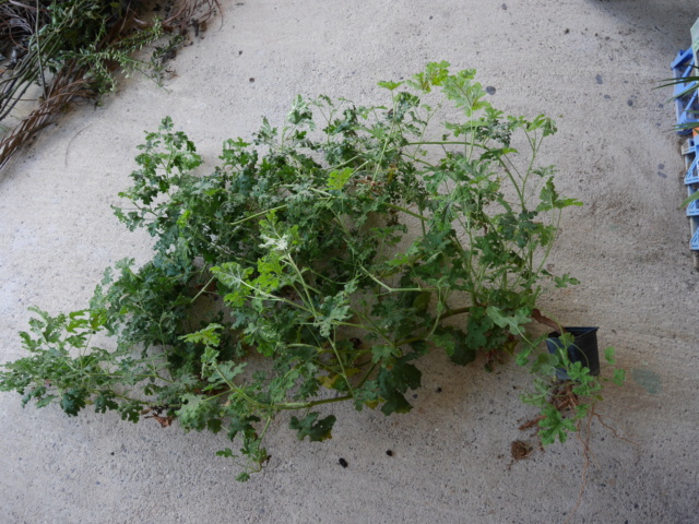 quercifolium - Pelargonium quercifolium P1020014