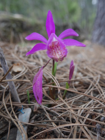 Orchidées terrestres - Floraisons du moment 2019 Pleion10