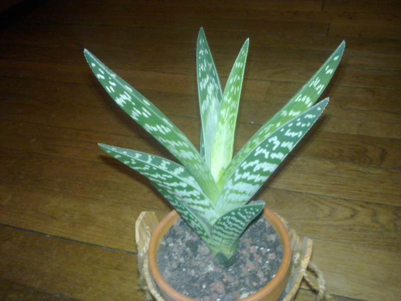 aloe variegata 06122010