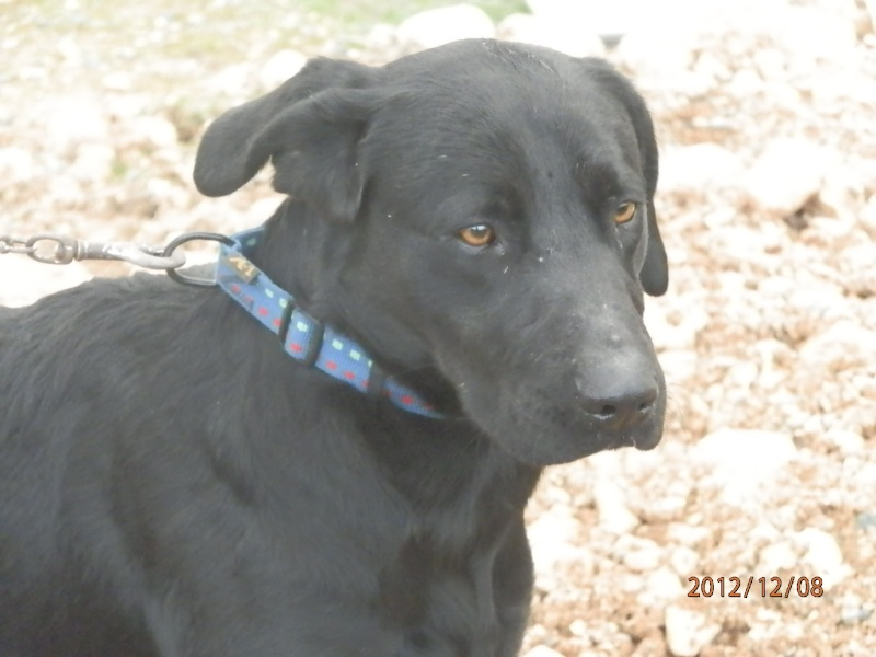 DAN - X LABRADOR NOIR MALE 3 ans Dany_410